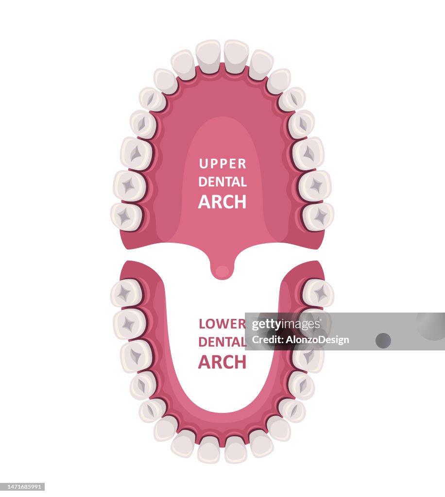 Tabella anatomica del dente. Schema dei denti umani ortodontista. Concetto di salute orale medica.