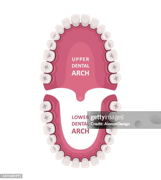 bildbanksillustrationer, clip art samt tecknat material och ikoner med tooth anatomy chart. orthodontist human teeth scheme. medical oral health concept. - molar