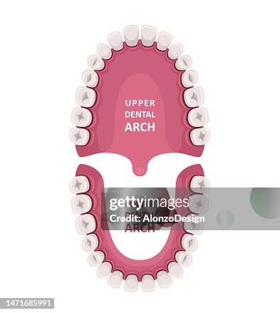 Vector Tooth Chart Tooth Anatomy Chart Orthodontist Human Teeth Scheme Medical Oral Health ...