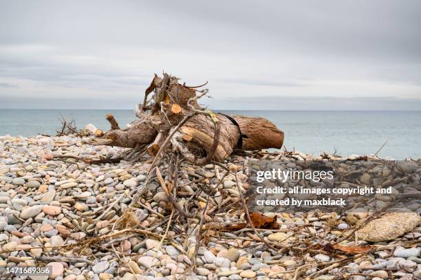 pebble drifts and flotsam on the moray coastline. - driftwood stock pictures, royalty-free photos & images