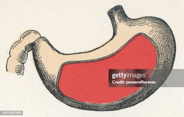 Organ Placement In The Human Body Photos and Premium High Res Pictures ... Biology Diagrams