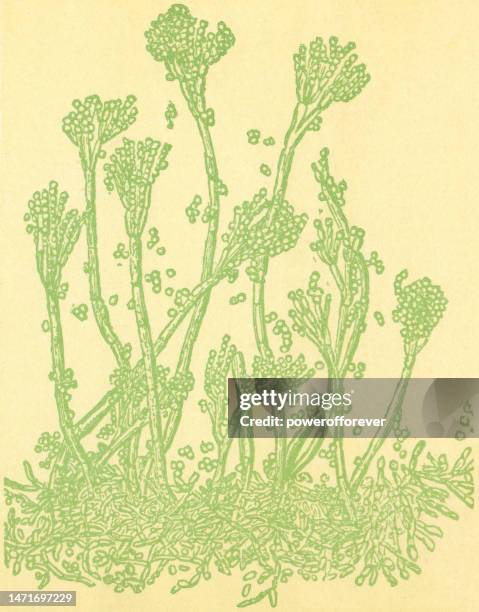 Tricodermas Trichoderma Photos and Premium High Res Pictures - Getty Images