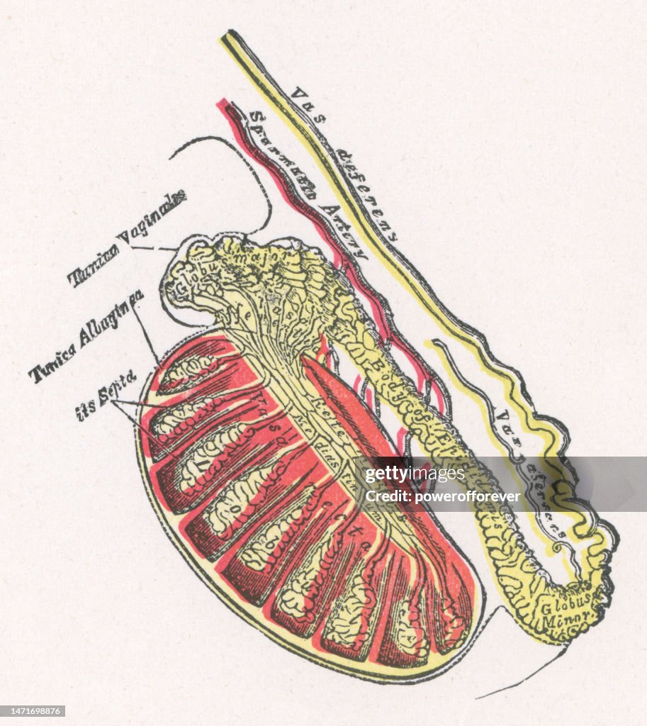 Ilustração Médica da Anatomia do Testículo Humano - Século 19