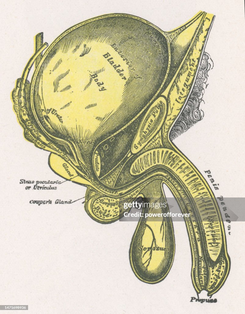 Medical Illustration of Human Anatomy of the Male Reproductive System - 19th Century
