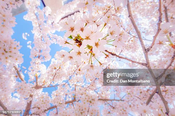 cherry blossoms in spring - cerejeira árvore frutífera - fotografias e filmes do acervo