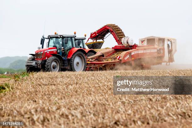 Potatoes are picked using a potato harvesting machine on August 22, 2022 in Pembrokeshire, Wales.