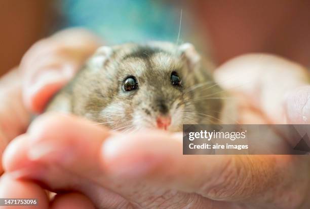 frontal close-up of a gray hamster being held on palm of hands. a gray hamster is resting over the hands of a person. - djungarian hamster stock pictures, royalty-free photos & images