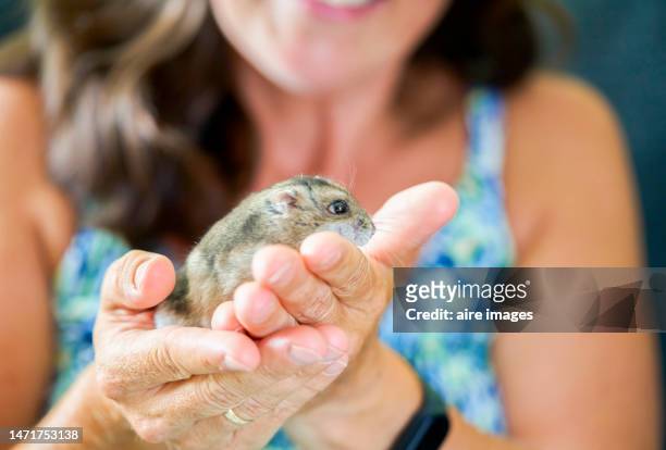 a close up of the hands of a black haired woman holding a gray hamster n front of her. a black haired woman is holding a hamster - roborovski hamster stock pictures, royalty-free photos & images