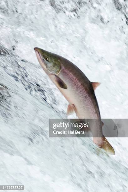 salmon leaping brooks falls - katmai national park bildbanksfoton och bilder