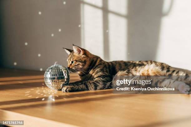 a ginger tabby cat is lying on a sofa at home - sombrero de fiesta fotografías e imágenes de stock