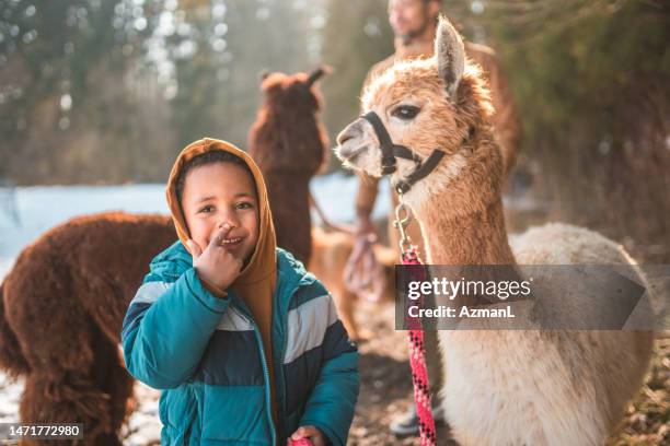mixed race boy and a white alpaca - alpaca stockfoto's en -beelden