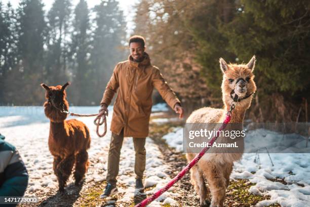 hübscher alleinerziehender vater walking alpakas - alpaka stock-fotos und bilder