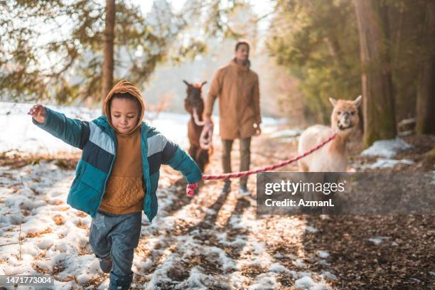 entzückender kleiner gemischtrassiger junge walking alpakas - alpaka stock-fotos und bilder