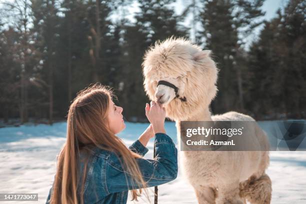 winterspaß mit einem flauschigen weißen alpaka - alpaka stock-fotos und bilder