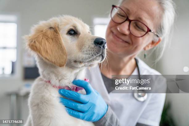 chiot sur les genoux d’un vétérinaire - clinique vétérinaire photos et images de collection