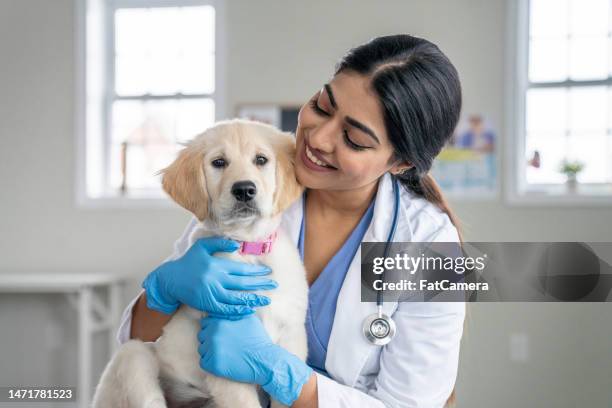 female veterinarian with a puppy - hairy indian men stockfoto's en -beelden