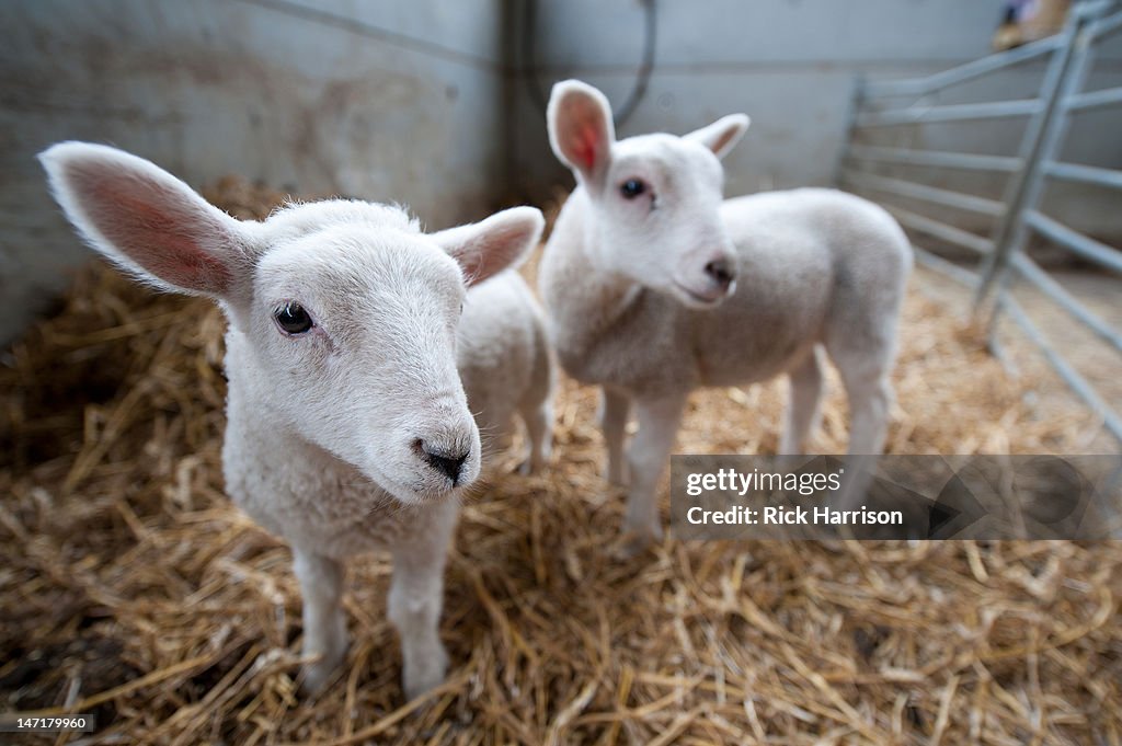 Baby lambs at swillington organic farm