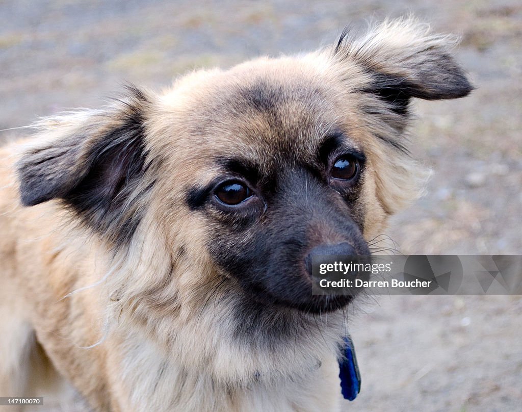 Dog looking to right