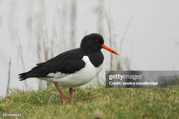 an oystercatcher (haematopus ostralegus) feeding in a meadow. - orange camouflage stock pictures, royalty-free photos & images