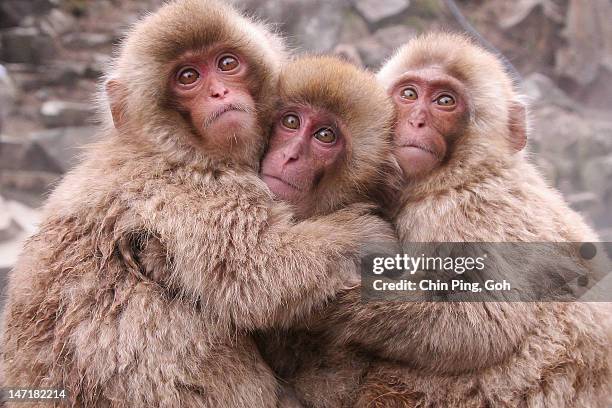 hugging snow monkeys - japanese macaque stock pictures, royalty-free photos & images