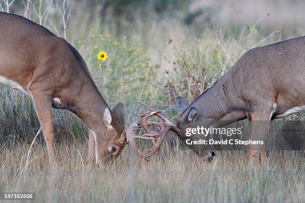 young white-tail deer bucks spar - white tail buck - fotografias e filmes do acervo