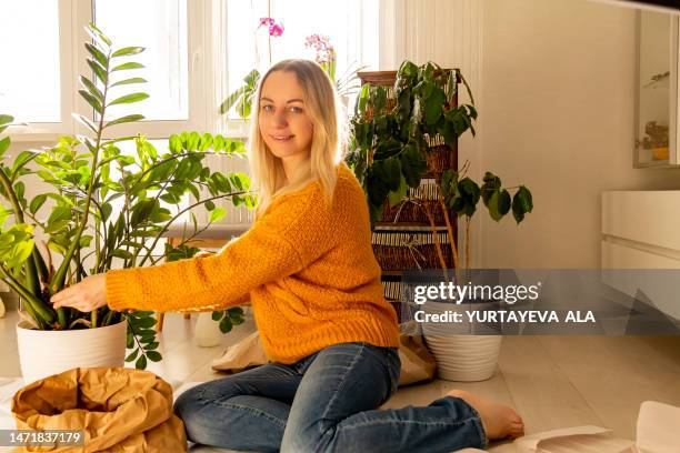 a woman with blond hair in a yellow sweater and blue jeans transplants a zamioulcas plant in a white pot with earth. - escapula fotografías e imágenes de stock