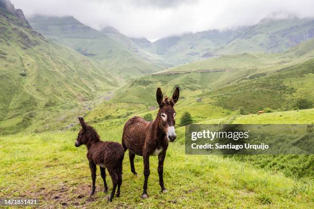 donkeys in valles pasiegos - donkey fotografías e imágenes de stock