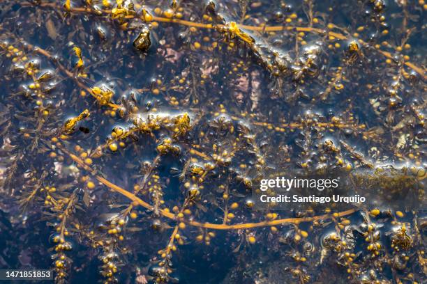 close-up of rockweed (ascophyllum nodosum) - lymph node stock pictures, royalty-free photos & images