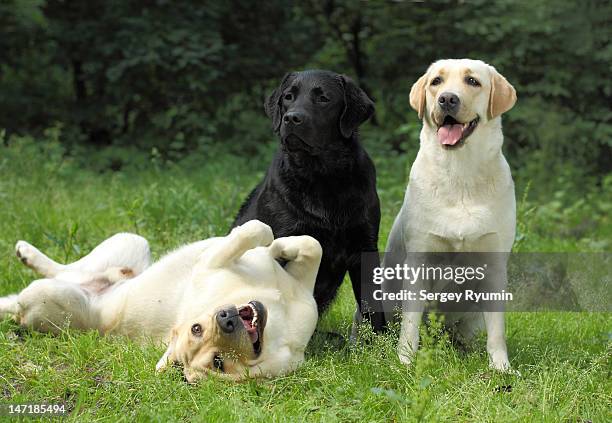 Black Labrador Lying On Back Photos and Premium High Res Pictures ...