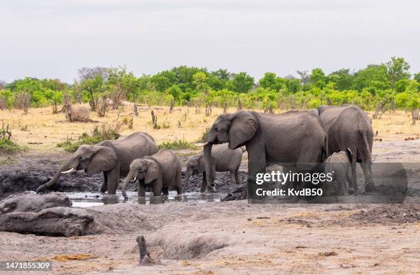 african elephants - hwange national park stock pictures, royalty-free photos & images