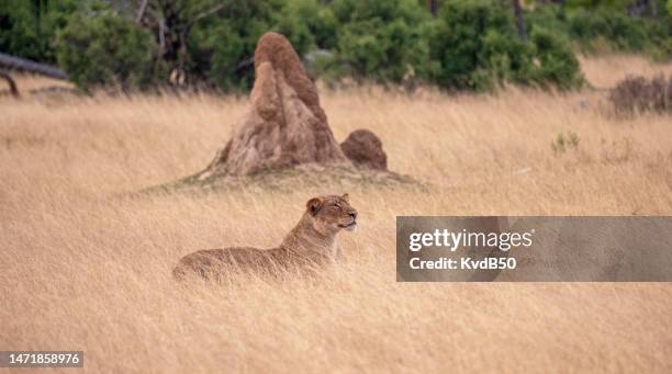 wildlife (zebra, antilope, oryx) at a waterpool in namibia - kleurenfoto imagens e fotografias de stock