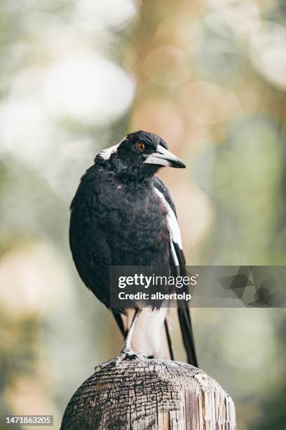 australian magpie - ekster stockfoto's en -beelden