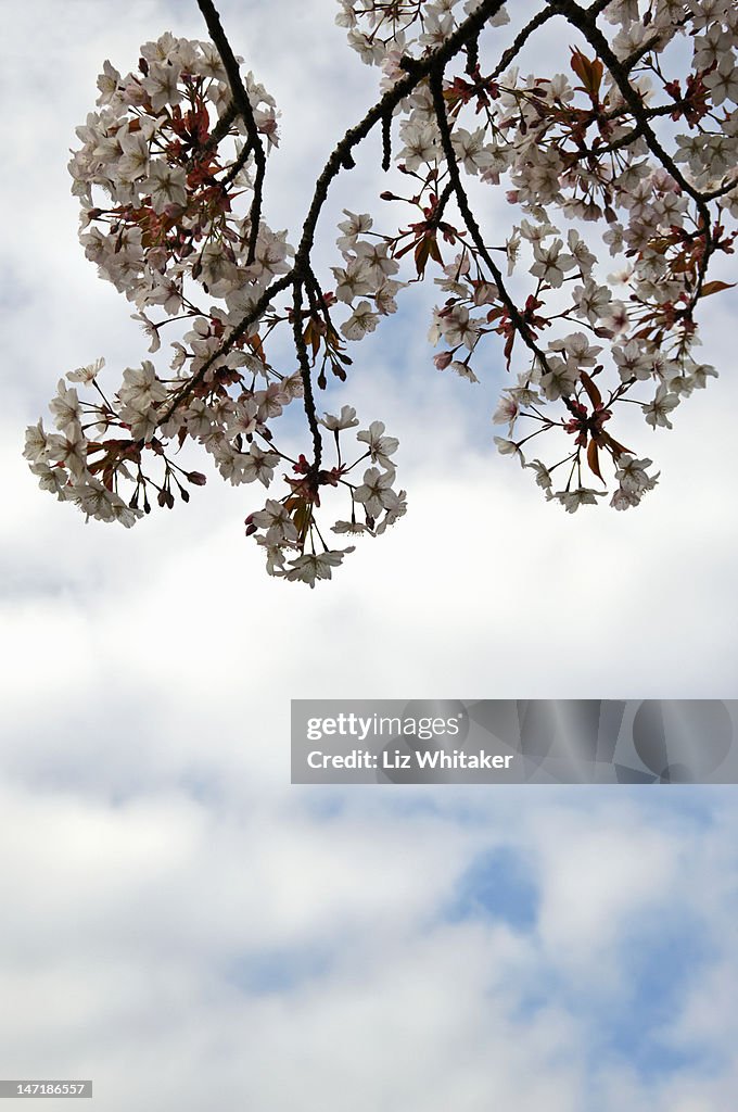 Chinese Hill Cherry blossom