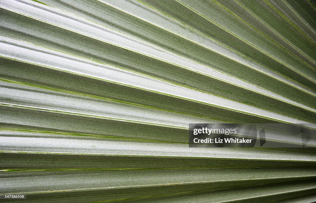 Blue Needle Palm leaf, close-up