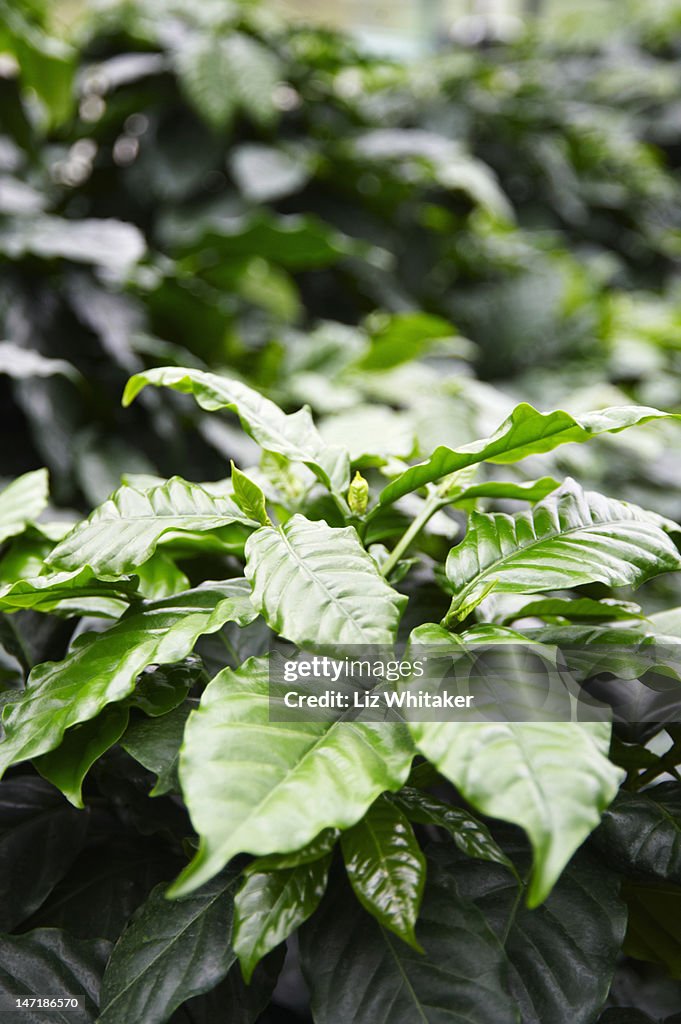 Coffee plants (Coffea arabica), close-up