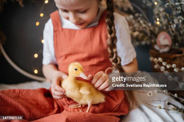 girl with goose chicks for easter - downy duck ストックフォトと画像
