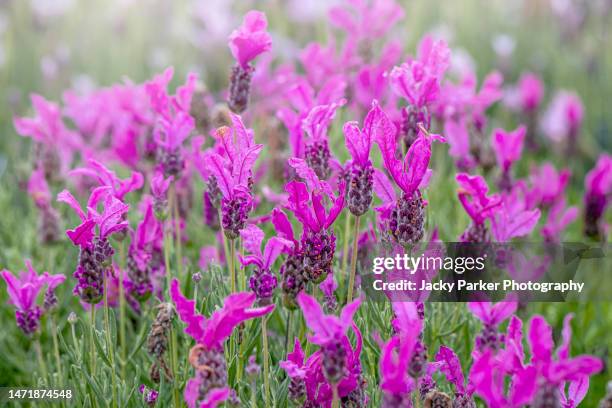 close-up/ full frame image of beautiful pink/purple french lavender flowers in soft sunshine - french lavender stock pictures, royalty-free photos & images