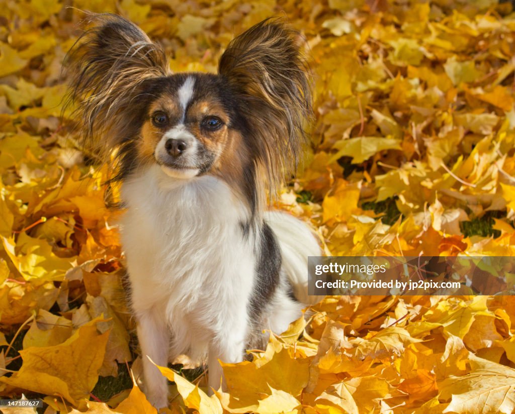 Papillon dog