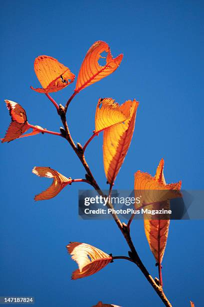 Bright orange Sweet Chestnut leaves against a clear blue sky, taken on August 11, 2009.