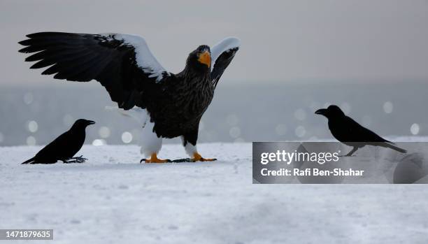 Crows Mob 100 Birds Mobbing Stock Photos, High-Res Pictures, and Images - Getty ...