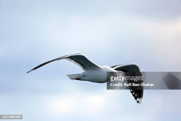slaty back gull - glaucos stockfoto's en -beelden