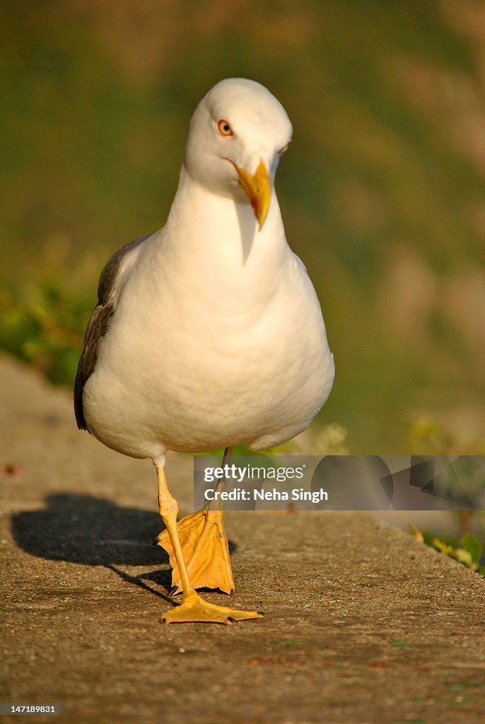 Seagull walking towards you