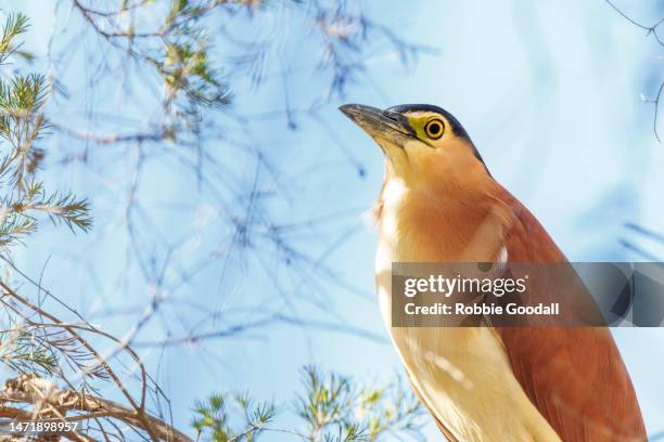 looking up at a nankeen night heron in a tree - nankeen stock pictures, royalty-free photos & images