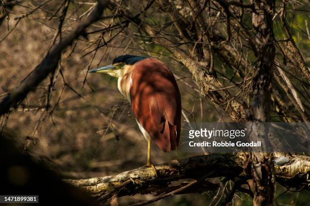 looking up at a nankeen night heron in a tree - nankeen stock pictures, royalty-free photos & images