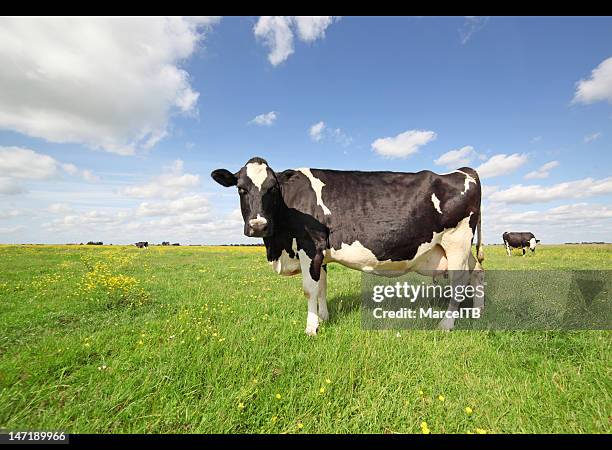 holstein cow - koe stockfoto's en -beelden