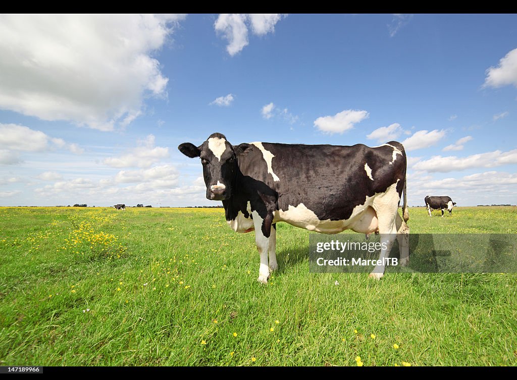 Holstein cow