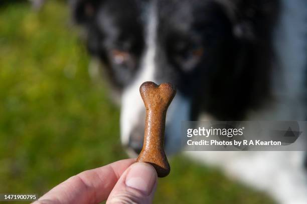bone shaped dog biscuit held in front a border collie - croquette pour chien photos et images de collection