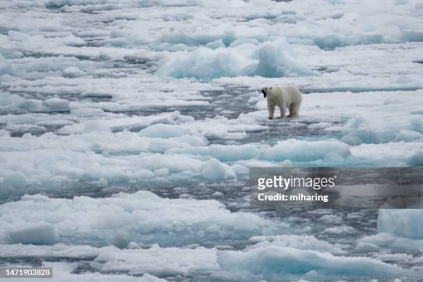 polar bear - jagende dieren stockfoto's en -beelden