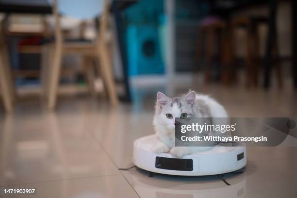 funny tabby cat playing with a robot vacuum cleaner - automated clearing house foto e immagini stock