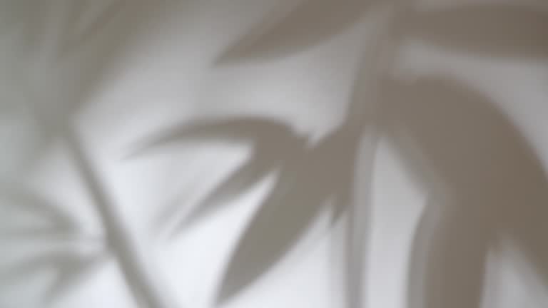 Moving Shadow Disign 490 Plant Shadow White Wall Stock Videos, Footage, & 4K Video Clips ...